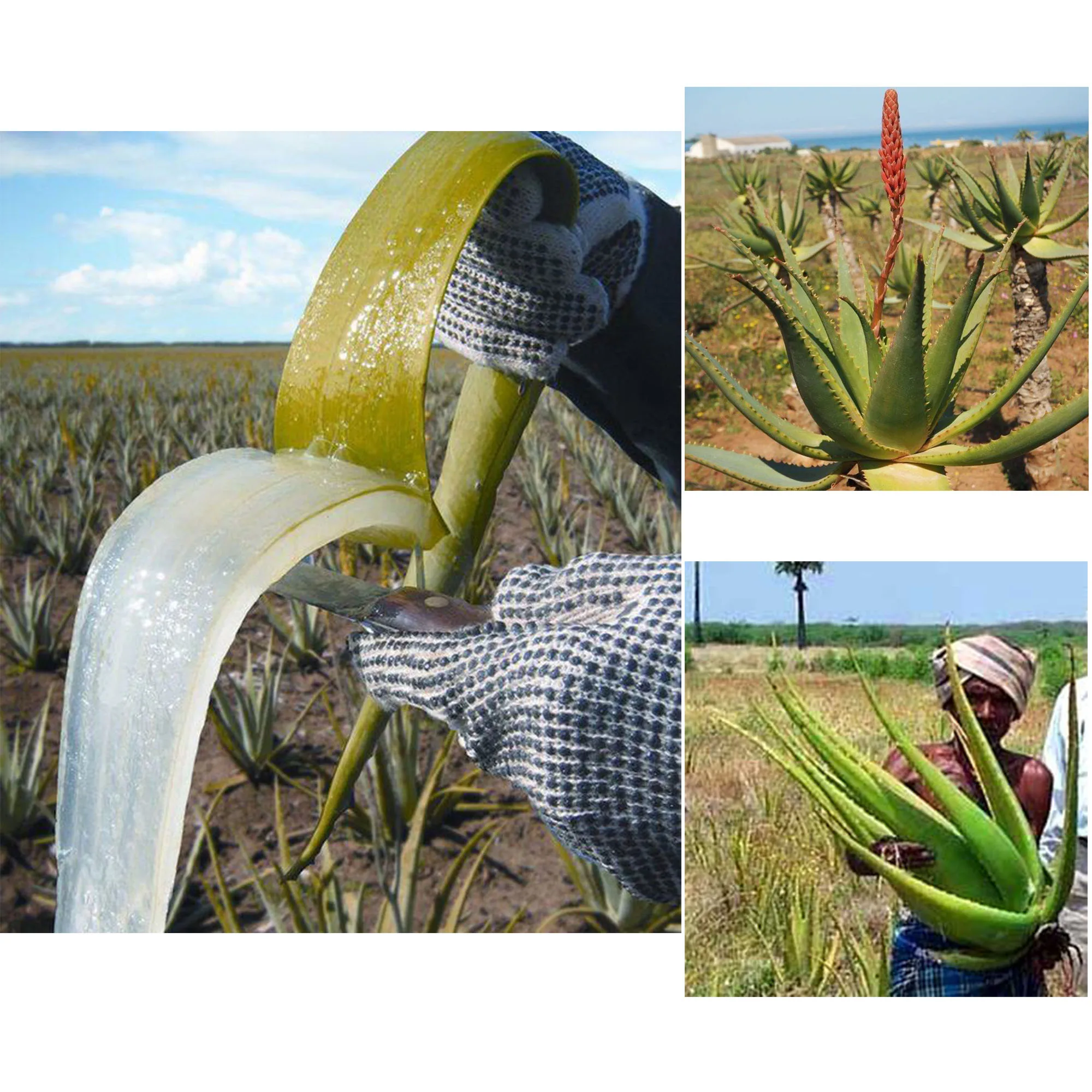 One Touch to Gorgeous 110 ml African Rosemary& Cloves Hot Oil Accelerate the Scalp to Deliver More Nutrients to Hair Follicles - Image 3