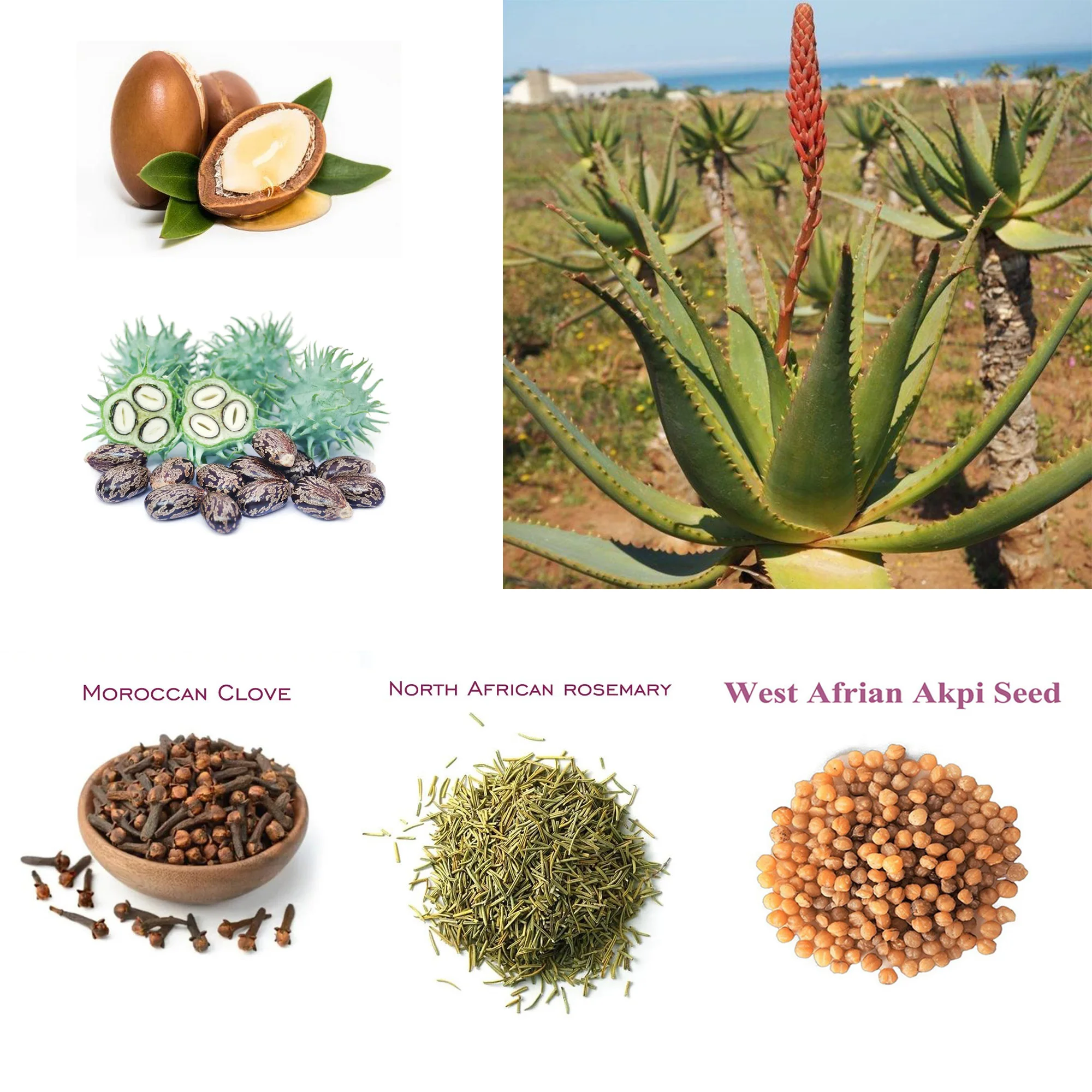 One Touch to Gorgeous 110 ml African Rosemary& Cloves Hot Oil Accelerate the Scalp to Deliver More Nutrients to Hair Follicles - Image 2